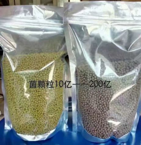 點(diǎn)擊查看詳細(xì)信息<br>標(biāo)題:枯草芽孢桿菌菌劑顆粒 閱讀次數(shù):3830