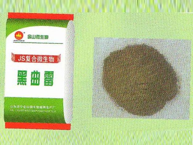 點(diǎn)擊查看詳細(xì)信息<br>標(biāo)題:黑曲霉 閱讀次數(shù):2535